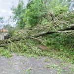 stormschade omgevallen boom
