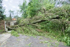 stormschade omgevallen boom